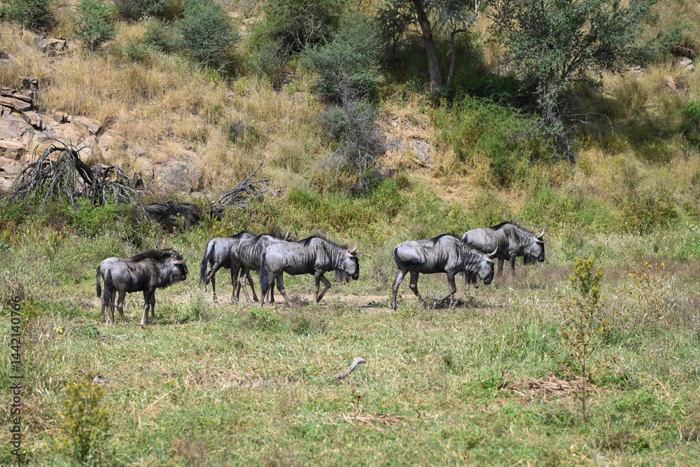 Fototapeta premium Troupeau de gnous dans un parc animalier en Namibie