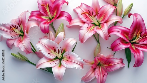 Pure white background with a single beautiful Lily flower