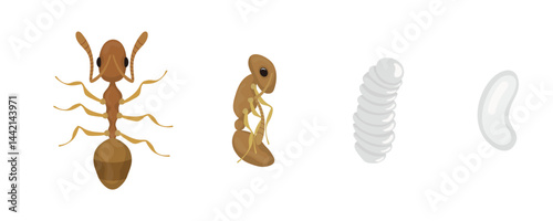 Ant life cycle stages showing development from egg to adult insect