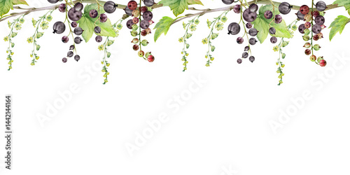 Currant gooseberry with long flower clusters on branch, leaves, ripe garden berry juneberry casseille jostaberry. Hand drawn in watercolor. Isolated seamless banner border. Cafe menu, farmers market