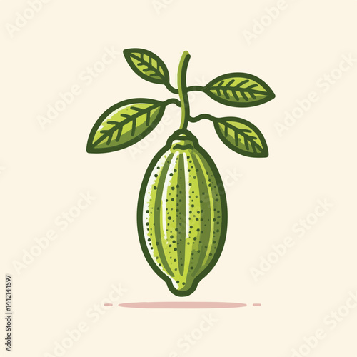 fruit, green, fresh, lime, food, organic, citrus, healthy, plant, ingredient, natural, finger, ripe, gourmet, caviar, diet, tasty, nature, raw, vegetarian, australasica, cooking, colorful, nutrition, 
