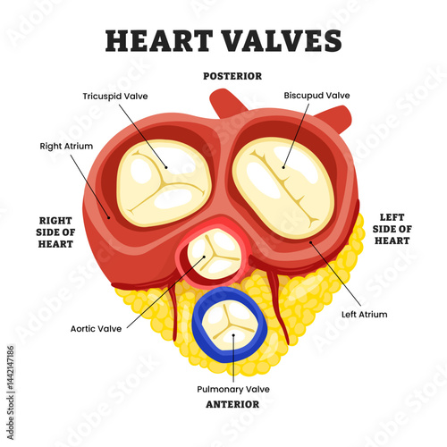 Heart valve anatomy structure diagram, educational medical poster design healthcare scheme, labeled bicuspid (mitral), tricuspid, aortic, pulmonary valve, atrium. Heart pumps blood illustration.
