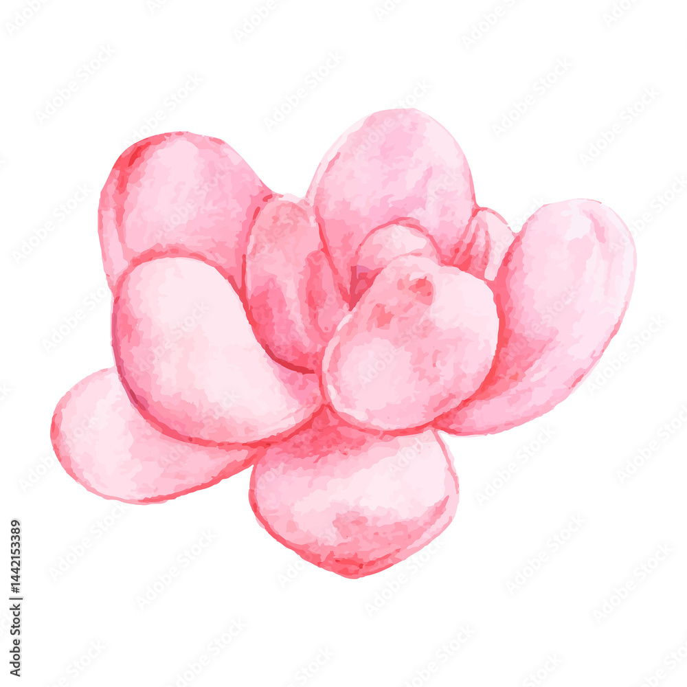 Pachyphytum bracteosum watercolor sticker png