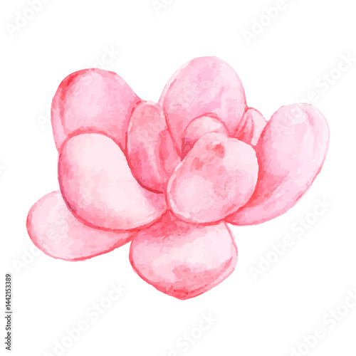Obraz na płótnie Pachyphytum bracteosum watercolor sticker png w salonie