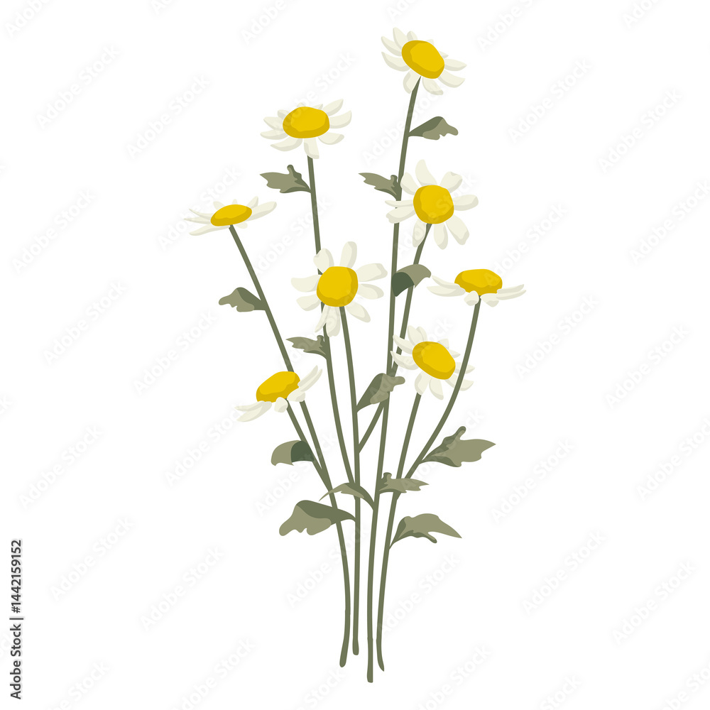 Fototapeta premium White flower png sticker, transparent background