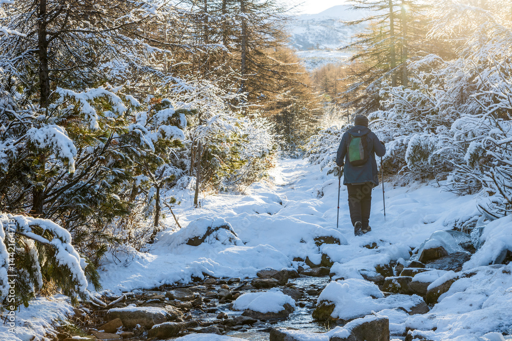 A woman with trekking poles and a backpack walks along a frozen mountain stream along a forest path among snow-covered trees and bushes. Walks and travels in northern nature. Beautiful landscape.