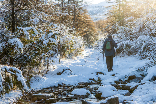 Obraz na płótnie A woman with trekking poles and a backpack walks along a frozen mountain stream along a forest path among snow-covered trees and bushes. Walks and travels in northern nature. Beautiful landscape. w salonie