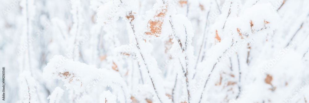 Snow and rime ice on the branches of bushes. Twigs covered with hoarfrost. Plants in the park are covered with hoar frost. Cold snowy winter weather. Frosting texture. Wide panoramic light background.