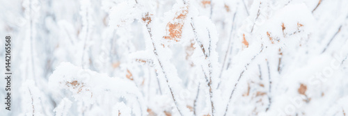 Obraz na płótnie Snow and rime ice on the branches of bushes. Twigs covered with hoarfrost. Plants in the park are covered with hoar frost. Cold snowy winter weather. Frosting texture. Wide panoramic light background. w salonie