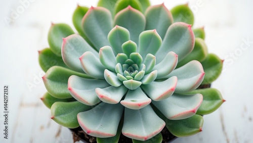 Isolated green succulent cactus with flower from top view, tropical plant on background with clipping path