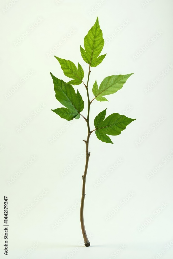 Obraz premium A single branch with unique shape and direction isolated against a plain background, contemporary, unique