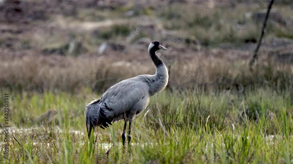 Grey cranes in shallow forest pond preparing nest during spring, slowly walking and moving dry grass at sunset. Grey cranes in shallow forest pond preparing nest during spring, slowly walking and moving dry grass at sunset.