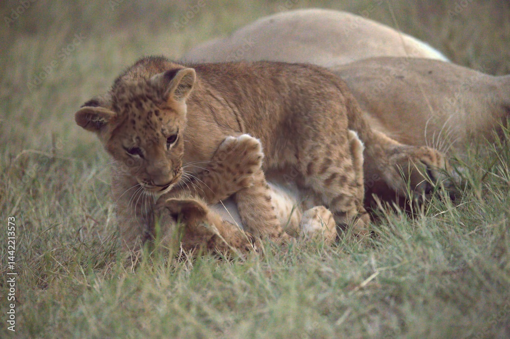 Fototapeta premium Lions cubs in wild savanna , Animal of africa