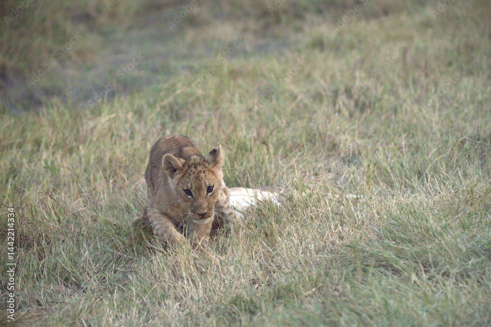 Obraz premium Lions cubs in wild savanna , Animal of africa