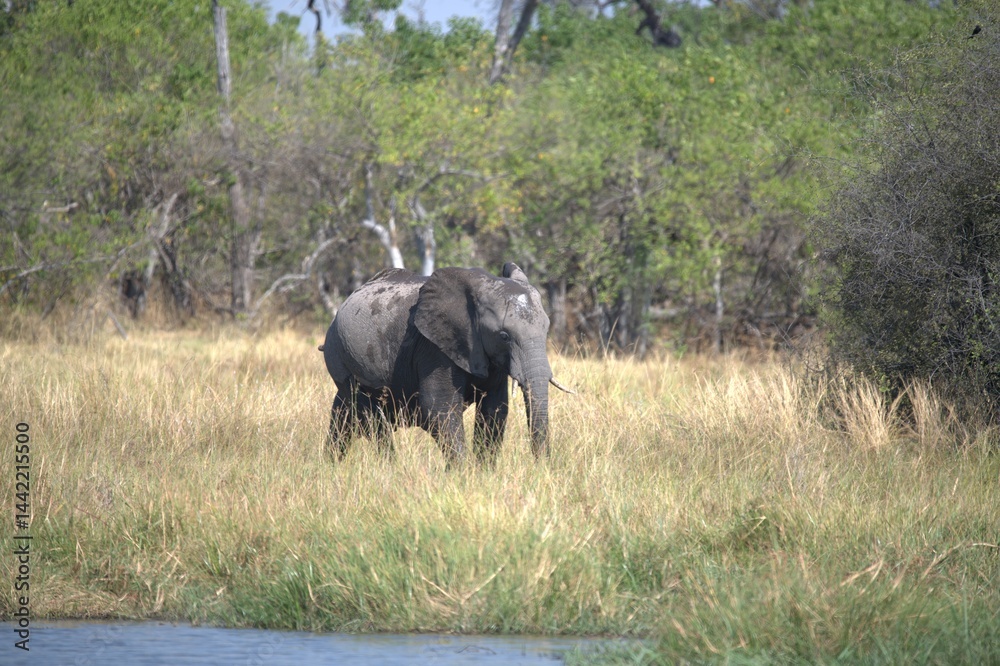 Fototapeta premium Elephant in wild savanna , Animal of africa
