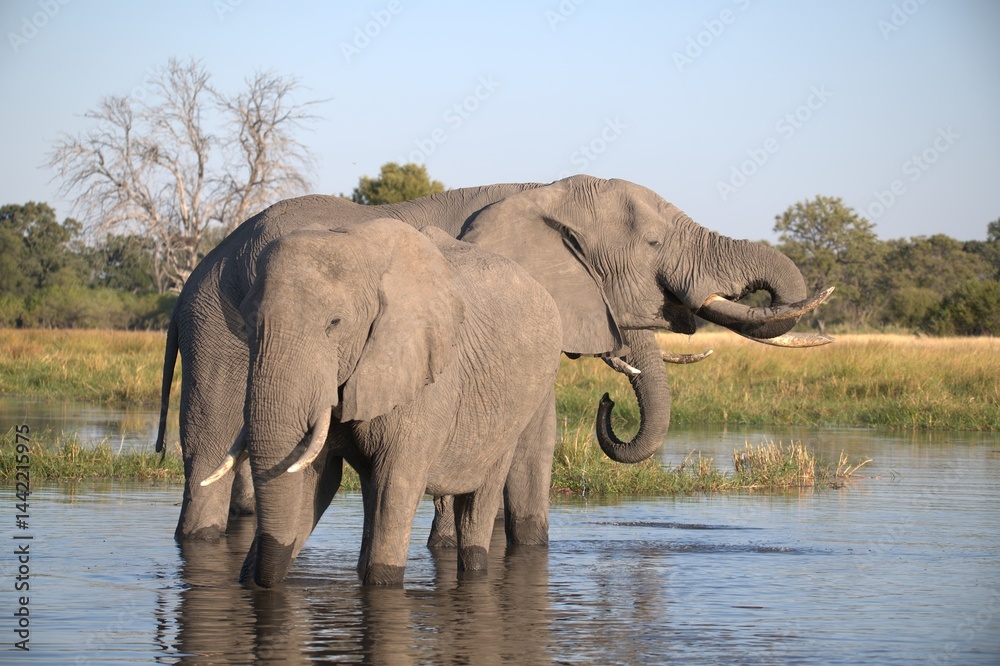 Obraz premium Elephant in wild savanna , Animal of africa