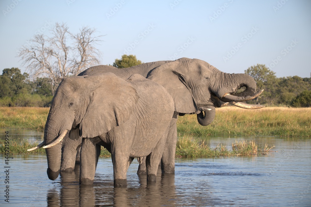 Obraz premium Elephant in wild savanna , Animal of africa