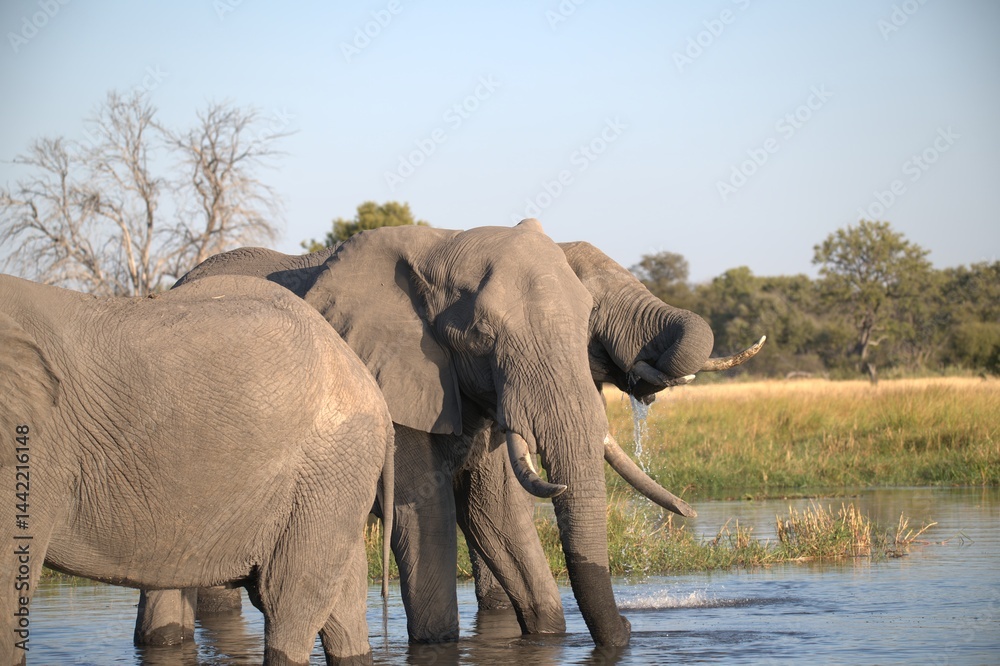 Obraz premium Elephant in wild savanna , Animal of africa