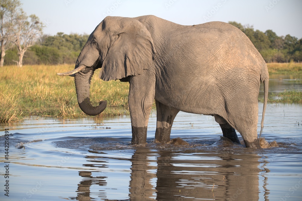 Obraz premium Elephant in wild savanna, Animal of africa