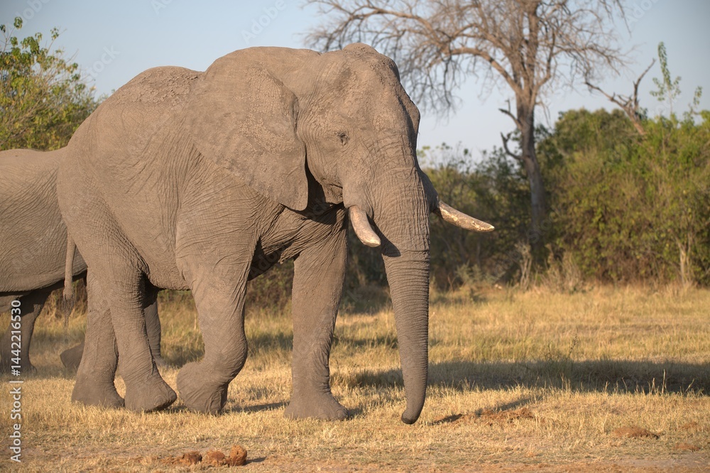 Fototapeta premium Elephant in wild savanna, Animal of africa