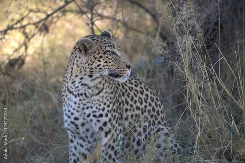 Leopard in wild savanna, Animal of africa