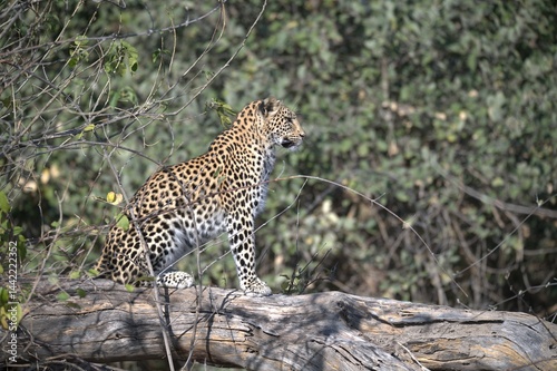 Leopard in wild savanna , Animal of africa