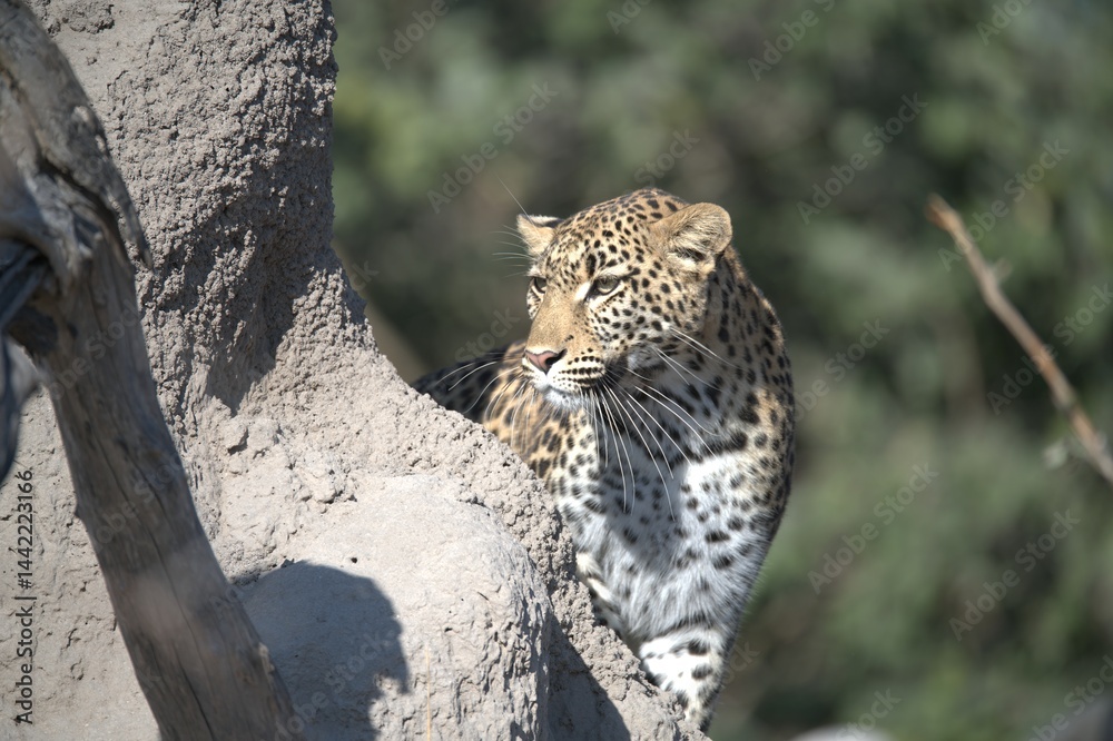Fototapeta premium Leopard in wild savanna , Animal of africa