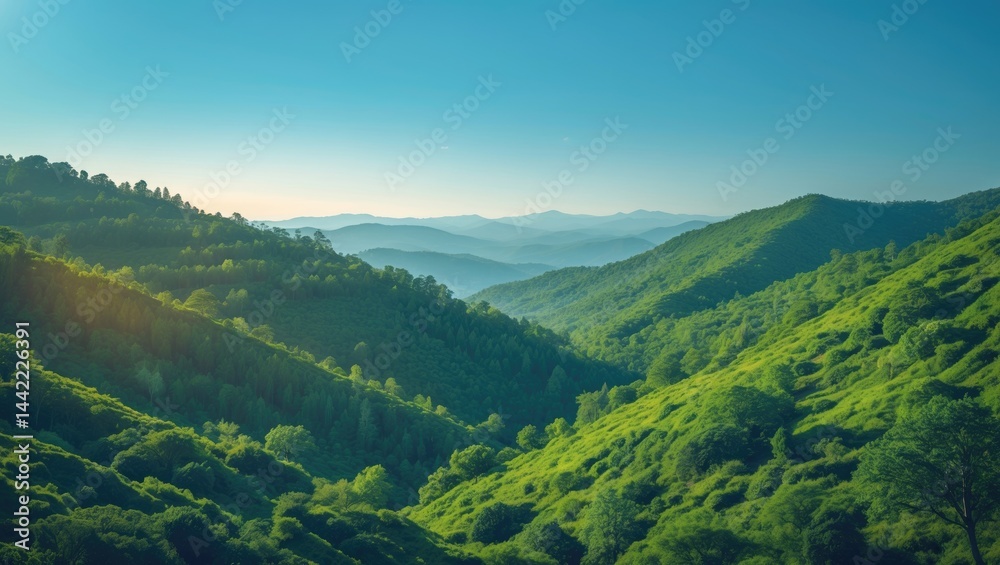 Spellbinding experience in the woodland. The sun shines through the trees, creating a speckled effect on the floor. The forest is vibrant with the sounds of birds, and the fragrance of pine needles