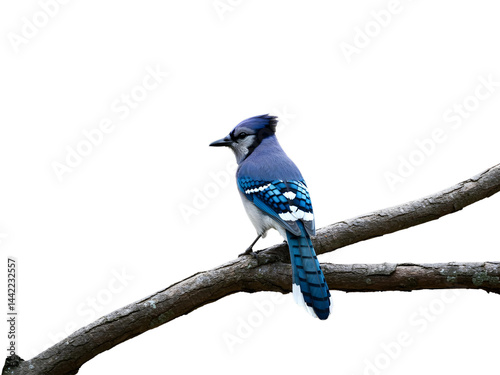 Blue Jay sitting on Branch of transparent background