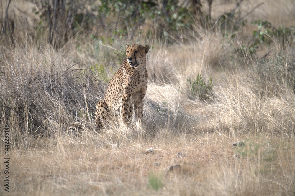 Naklejka premium Cheetah in wild savanna , Animal of africa