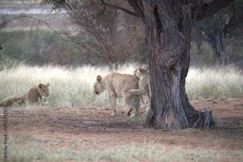 Photography Lion in wild savanna , Animal of africa