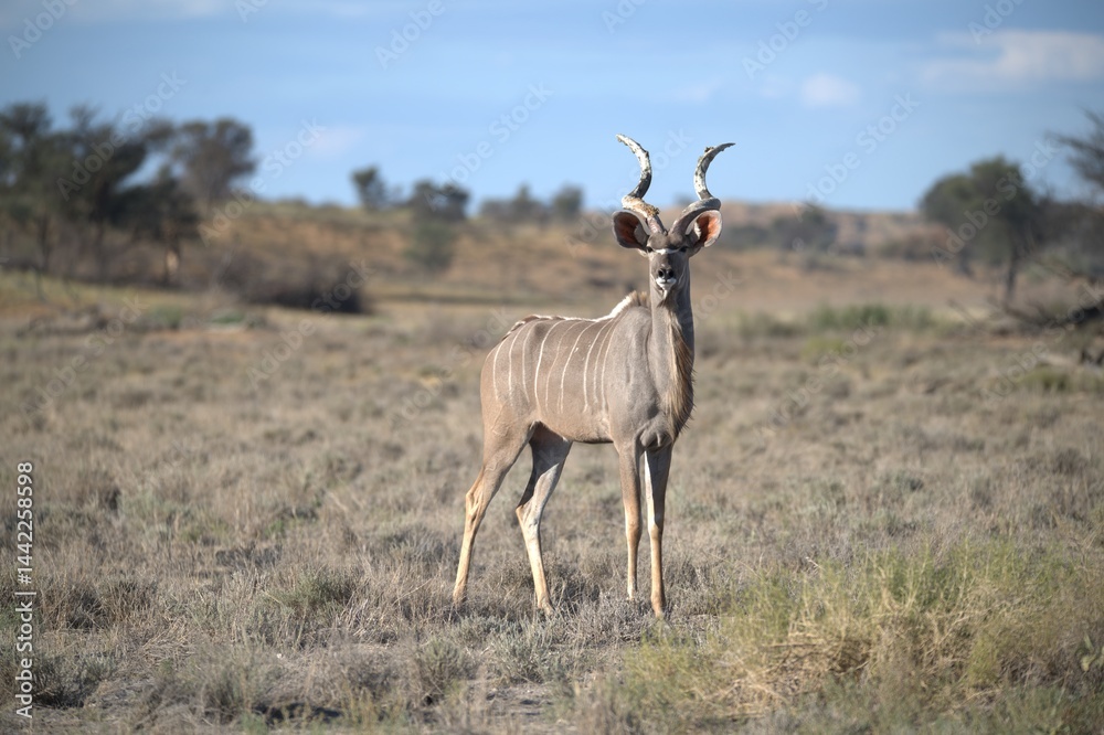 kudu in wild savanna , Animal of africa kudu in wild savanna , Animal of africa