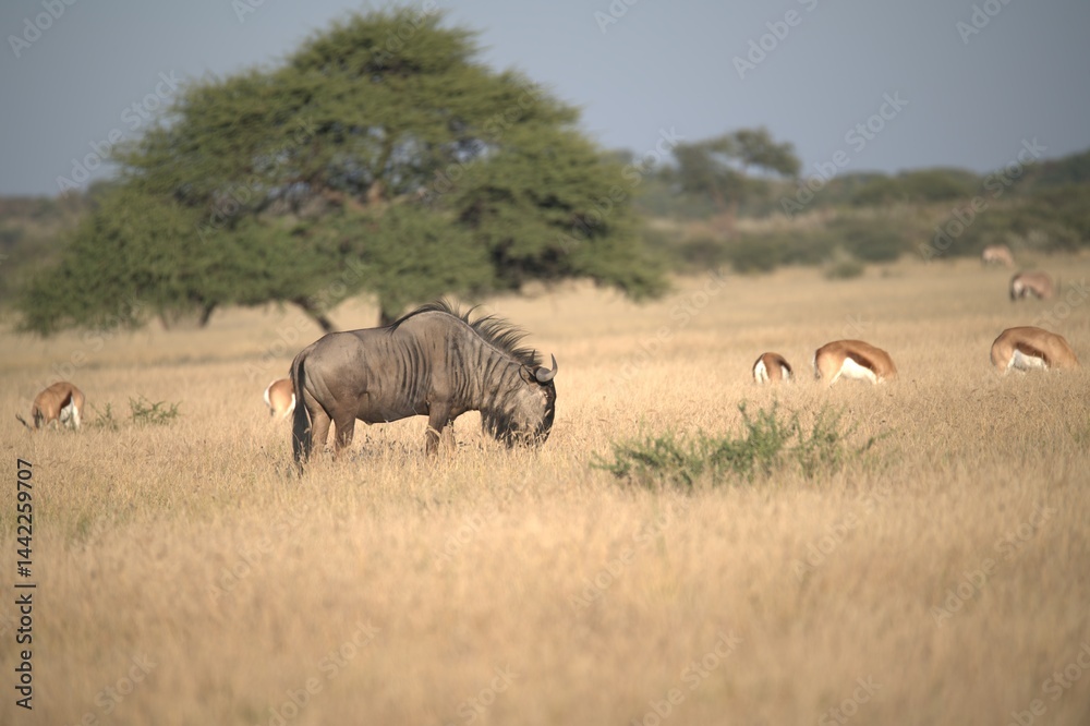 Obraz premium wildebeest in wild savanna . Animal of africa