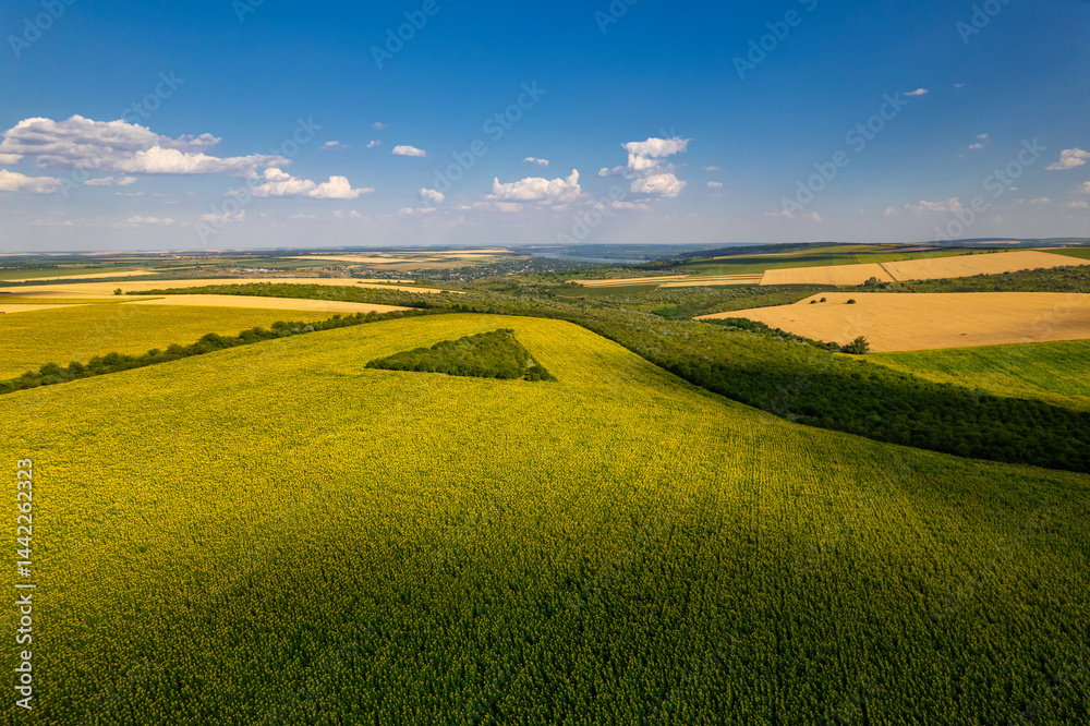 Enjoy the stunning aerial view of sunflowers fields beneath a clear blue sky, showcasing beauty