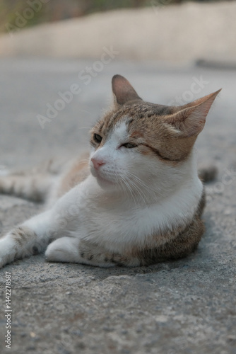 Lovely cat