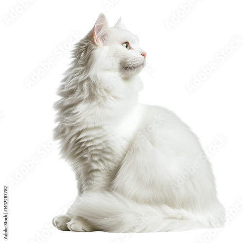 Side view of a long-haired white Maine Coon cat sitting upright, cut out, isolated on a transparent background, no shadow