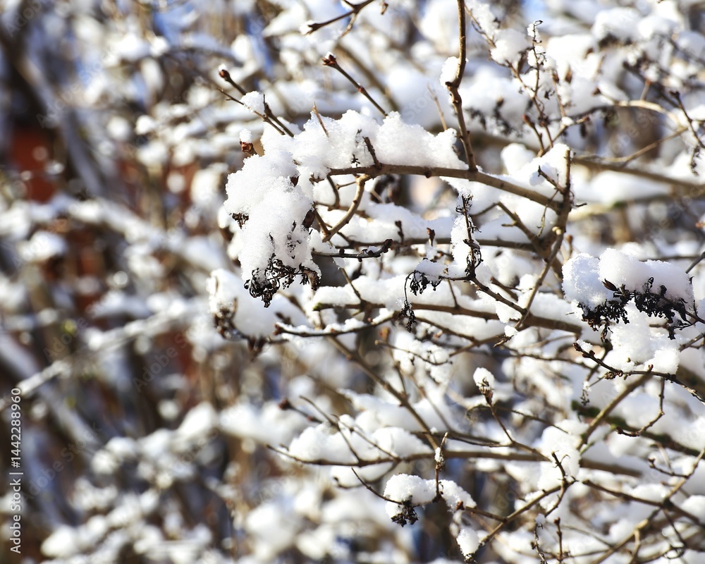 Snow-covered branches – delicate twigs coated in frost, glistening in the sunlight on a winter morning