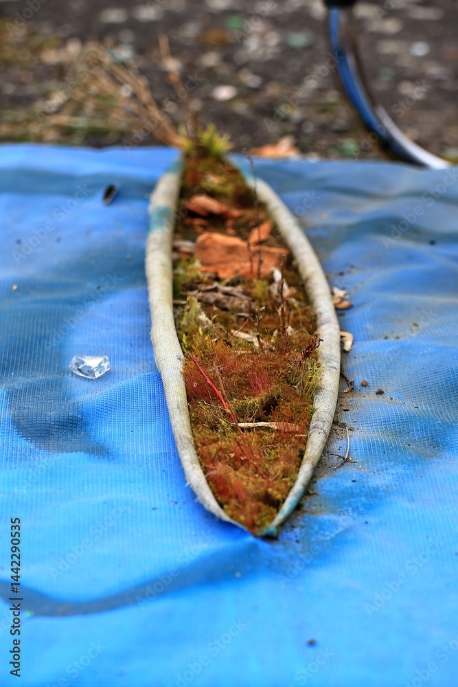 Seedpod moss growth out of a cut open mattress, showing signs of urban nature takeover