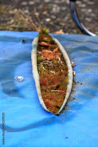 Obraz na płótnie Seedpod moss growth out of a cut open mattress, showing signs of urban nature takeover w salonie