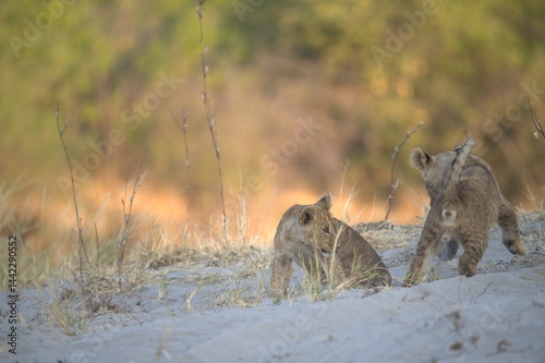 Lion in wild savanna , Animal of africa 