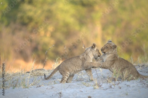 Lion in wild savanna , Animal of africa 