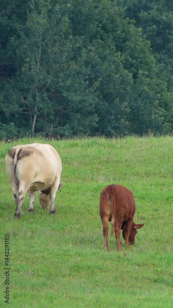 Herd of cows grazing on a green meadow Herd of cows grazing on a green meadow