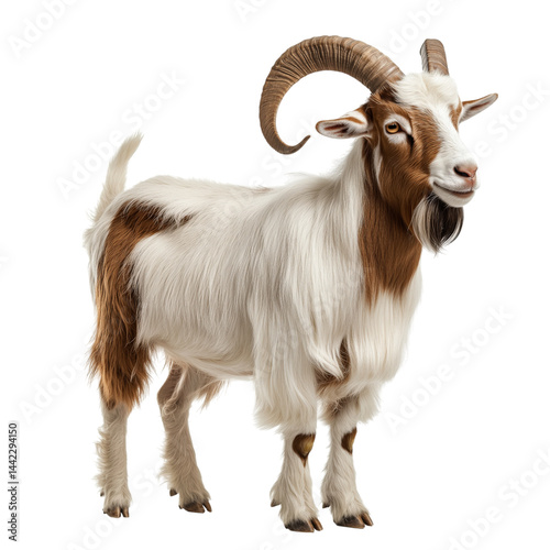 Side view of a white domestic goat with large curved horns and long fur, cut out, isolated on a transparent background, no shadow
