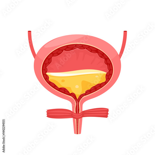 Human bladder, internal organ of the human body. Human bladder anatomy, urinary system. Vector illustration.
