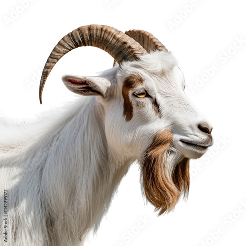 Side view close-up of a white domestic goat with long fur and large curved horns, cut out, isolated on a transparent background, no shadow