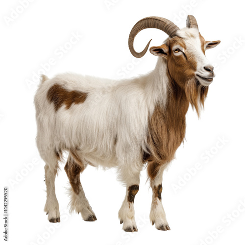 Obraz na płótnie Side view of a white domestic goat with large curved horns and long fur, cut out, isolated on a transparent background, no shadow w salonie