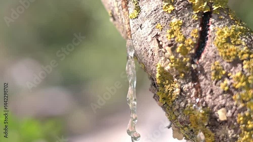 Wallpaper Mural Big mastic drops oozes in tears out of the branch of a mastic tree. The resin mastic brightens and twinkles in the sunlight. selective focus. Beautiful bokeh background. Chios, Greece. Torontodigital.ca