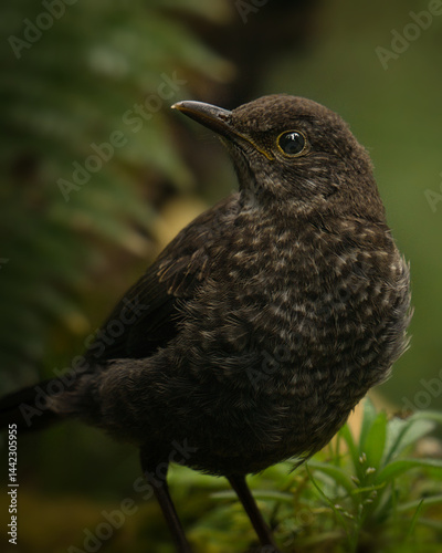 blackbird on a branch