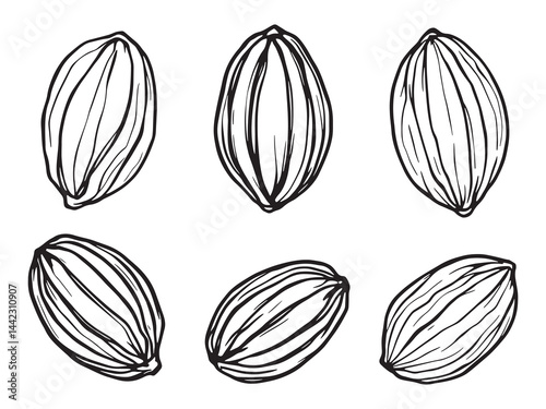 Cacao Beans in Simple Line Art Illustration for Design