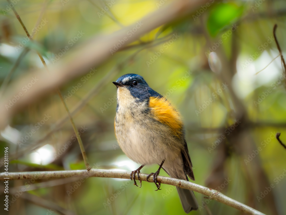 Fototapeta premium 森の木陰で周りを見渡しているルリビタキの雄
